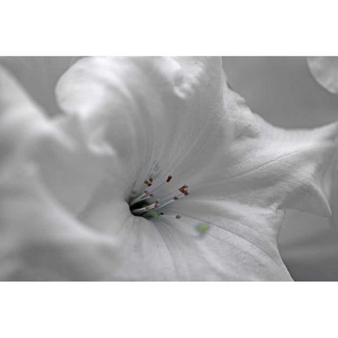 White Rhodies I Black Modern Wood Framed Art Print with Double Matting by Crane, Rita