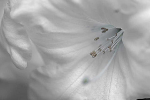 White Rhodies II White Modern Wood Framed Art Print with Double Matting by Crane, Rita