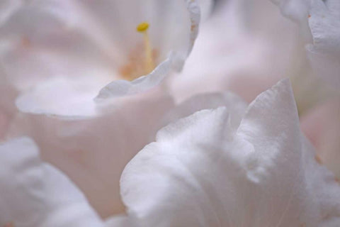 Rosy Petals I White Modern Wood Framed Art Print with Double Matting by Crane, Rita