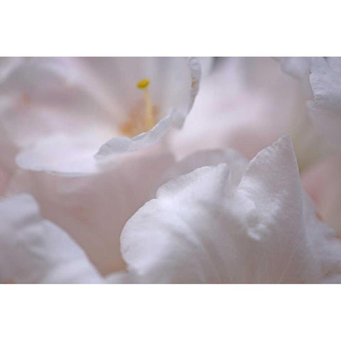 Rosy Petals I Black Modern Wood Framed Art Print with Double Matting by Crane, Rita