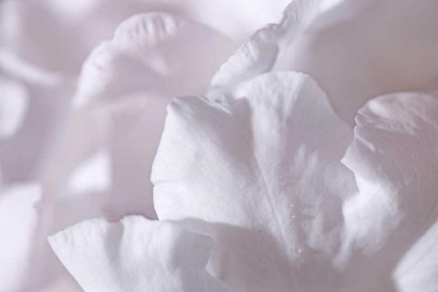 Rosy Petals II Black Ornate Wood Framed Art Print with Double Matting by Crane, Rita