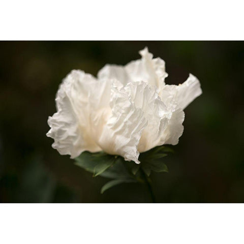 Matilija Blossom II White Modern Wood Framed Art Print by Crane, Rita