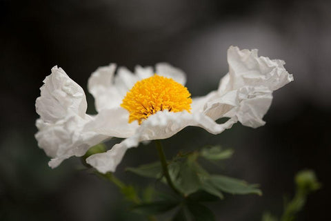 Matilija Poppy I Black Ornate Wood Framed Art Print with Double Matting by Crane, Rita