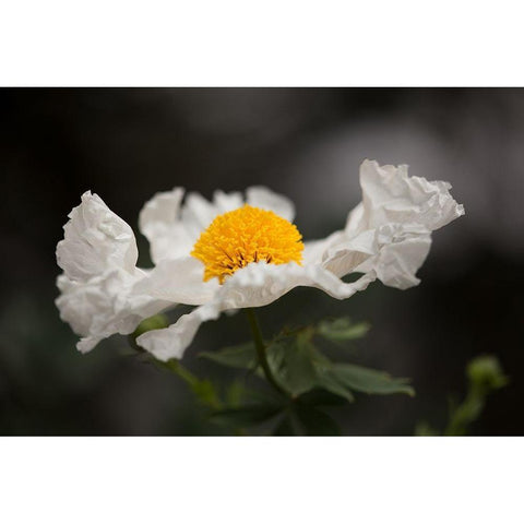 Matilija Poppy I Gold Ornate Wood Framed Art Print with Double Matting by Crane, Rita