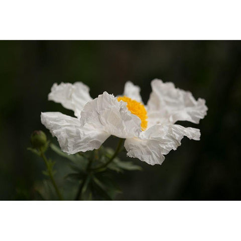 Matilija Poppy II Black Modern Wood Framed Art Print with Double Matting by Crane, Rita