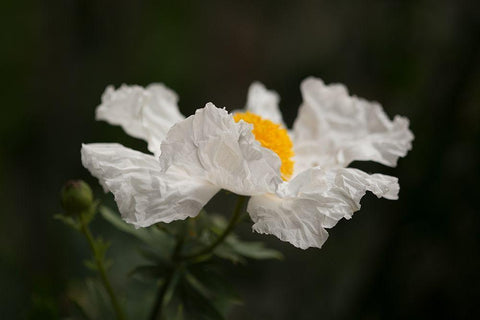 Matilija Poppy II White Modern Wood Framed Art Print with Double Matting by Crane, Rita