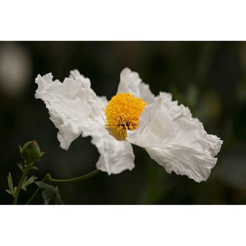 Matilija Poppy III Gold Ornate Wood Framed Art Print with Double Matting by Crane, Rita