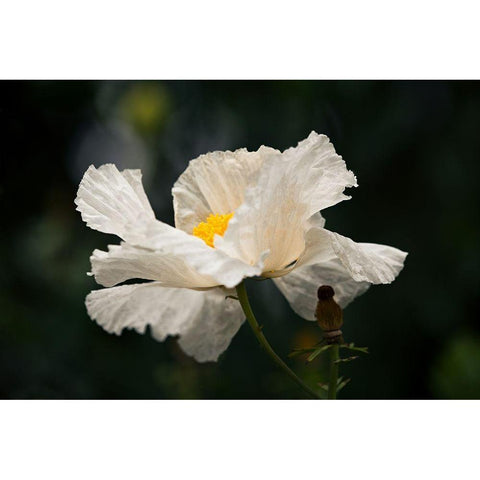 Matilija Poppy IV Black Modern Wood Framed Art Print with Double Matting by Crane, Rita
