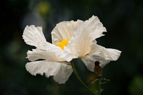 Matilija Poppy IV White Modern Wood Framed Art Print with Double Matting by Crane, Rita
