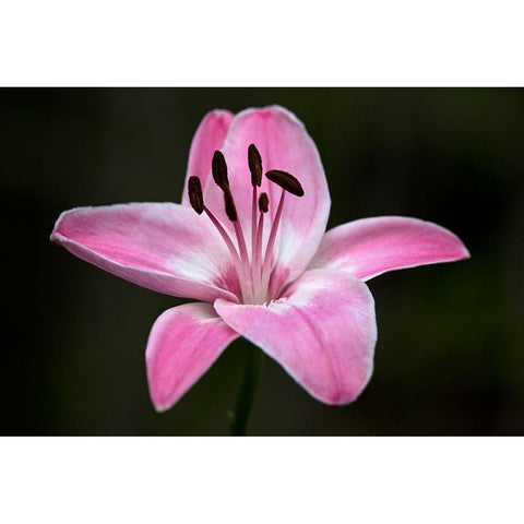 Pink Lily I White Modern Wood Framed Art Print by Crane, Rita