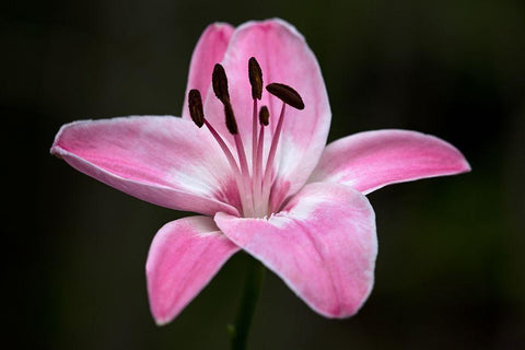 Pink Lily I Black Ornate Wood Framed Art Print with Double Matting by Crane, Rita