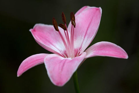 Pink Lily II Black Ornate Wood Framed Art Print with Double Matting by Crane, Rita