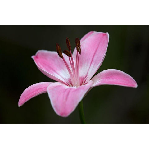 Pink Lily II Black Modern Wood Framed Art Print with Double Matting by Crane, Rita