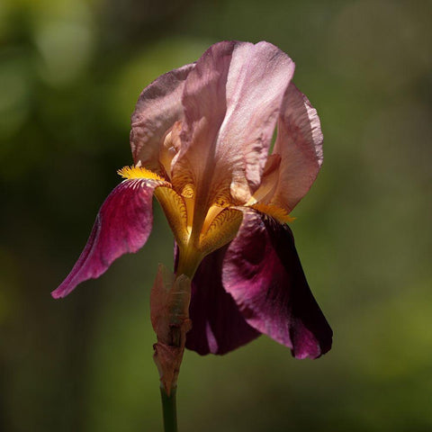 Annemaries Irises II Gold Ornate Wood Framed Art Print with Double Matting by Crane, Rita