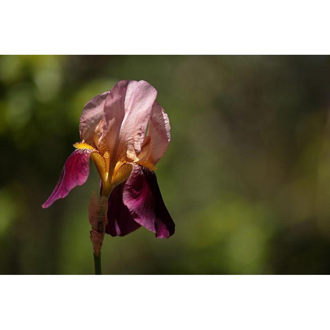 Annemaries Irises III Gold Ornate Wood Framed Art Print with Double Matting by Crane, Rita