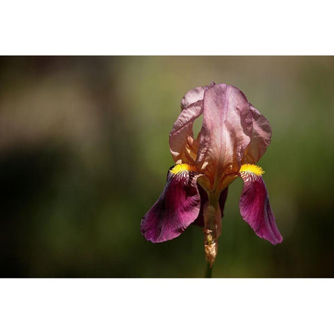 Annemaries Irises IV White Modern Wood Framed Art Print by Crane, Rita