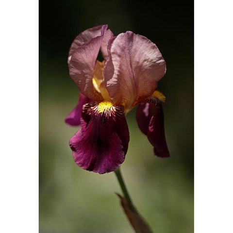 Annemaries Irises V Gold Ornate Wood Framed Art Print with Double Matting by Crane, Rita