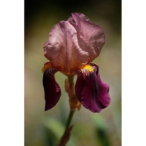 Annemaries Irises VI Gold Ornate Wood Framed Art Print with Double Matting by Crane, Rita