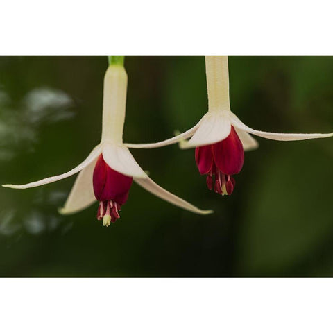 Dancing Fuchsias I White Modern Wood Framed Art Print by Crane, Rita