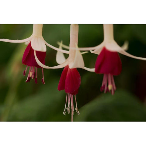 Dancing Fuchsias II White Modern Wood Framed Art Print by Crane, Rita