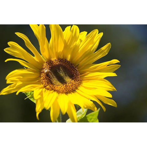 Sunflower and Bee I Black Modern Wood Framed Art Print with Double Matting by Crane, Rita