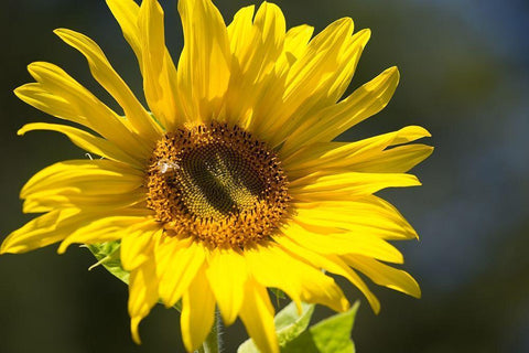 Sunflower and Bee I White Modern Wood Framed Art Print with Double Matting by Crane, Rita