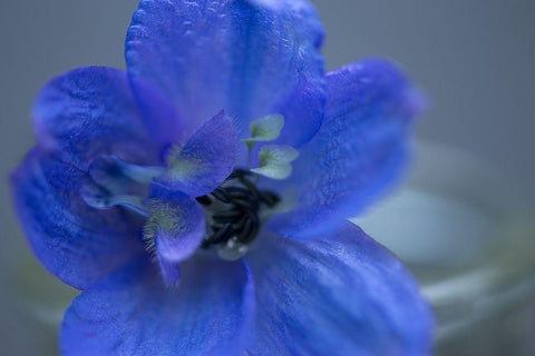 Delphinium Flower I White Modern Wood Framed Art Print with Double Matting by Crane, Rita