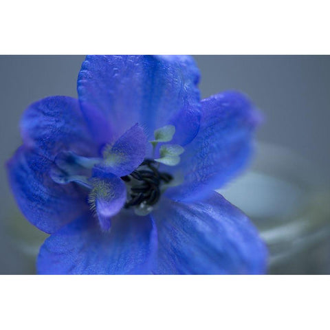 Delphinium Flower I Black Modern Wood Framed Art Print with Double Matting by Crane, Rita