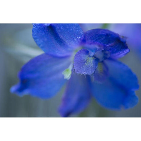 Delphinium Flower II Gold Ornate Wood Framed Art Print with Double Matting by Crane, Rita