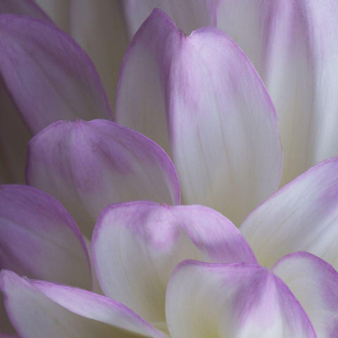 Lavender Dahlia V Gold Ornate Wood Framed Art Print with Double Matting by Crane, Rita