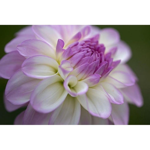 Lavender Dahlia VII Black Modern Wood Framed Art Print with Double Matting by Crane, Rita