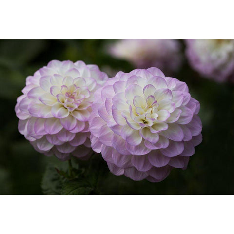 Lavender Dahlia IX Black Modern Wood Framed Art Print with Double Matting by Crane, Rita