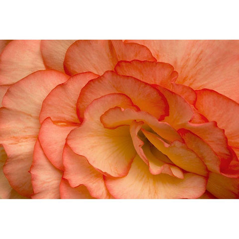 Festive Begonia VI Black Modern Wood Framed Art Print by Crane, Rita