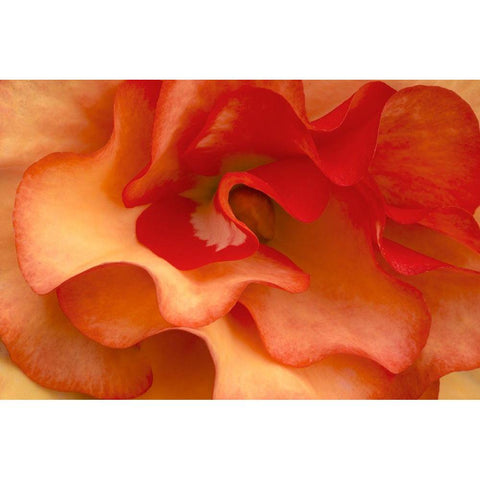 Begonia Petals I White Modern Wood Framed Art Print by Crane, Rita