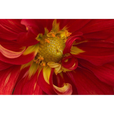 Fiery Dahlia I Gold Ornate Wood Framed Art Print with Double Matting by Crane, Rita