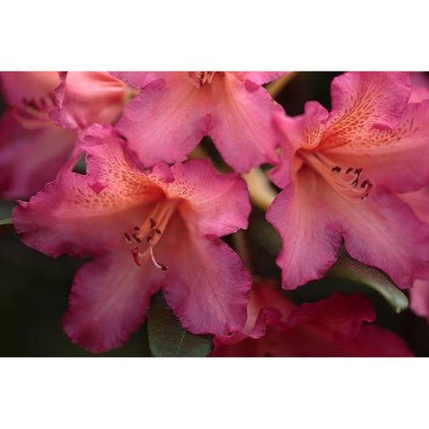 Exotic Rhodies I Gold Ornate Wood Framed Art Print with Double Matting by Crane, Rita