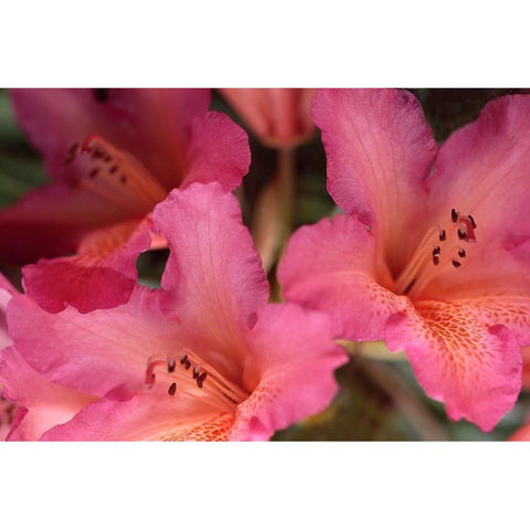 Exotic Rhodies II Black Modern Wood Framed Art Print with Double Matting by Crane, Rita