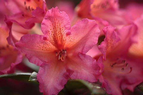 Exotic Rhodies III White Modern Wood Framed Art Print with Double Matting by Crane, Rita