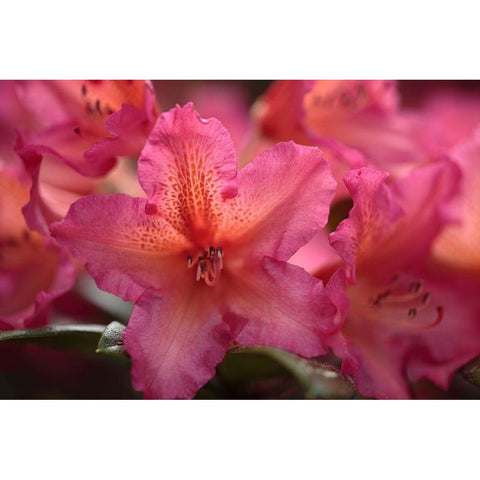 Exotic Rhodies III Gold Ornate Wood Framed Art Print with Double Matting by Crane, Rita