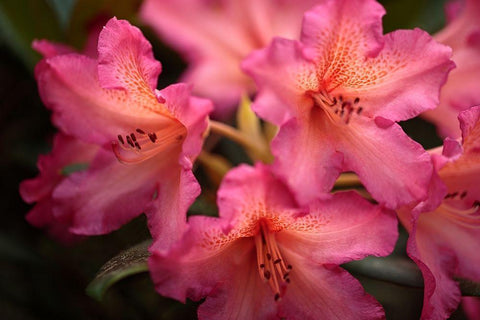 Exotic Rhodies IV White Modern Wood Framed Art Print with Double Matting by Crane, Rita