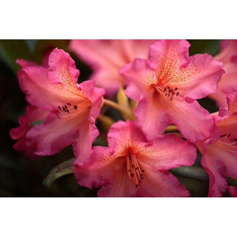 Exotic Rhodies IV White Modern Wood Framed Art Print by Crane, Rita