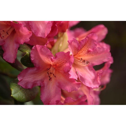 Exotic Rhodies V White Modern Wood Framed Art Print by Crane, Rita