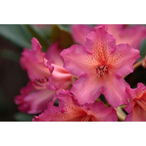 Exotic Rhodies VI White Modern Wood Framed Art Print by Crane, Rita