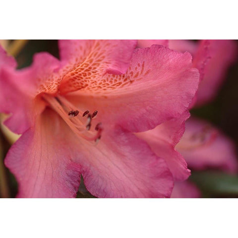 Exotic Rhodies VII Gold Ornate Wood Framed Art Print with Double Matting by Crane, Rita