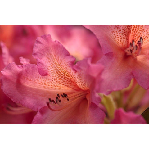 Exotic Rhodies VIII Gold Ornate Wood Framed Art Print with Double Matting by Crane, Rita