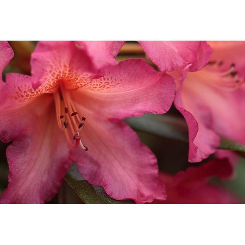 Exotic Rhodies IX Gold Ornate Wood Framed Art Print with Double Matting by Crane, Rita