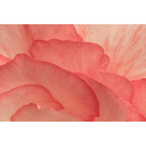 Pink Begonia Petals II White Modern Wood Framed Art Print by Crane, Rita