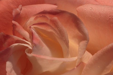 Heart of a Rose Black Ornate Wood Framed Art Print with Double Matting by Crane, Rita