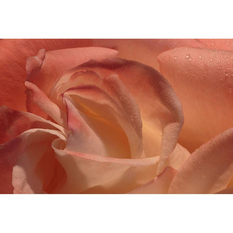 Heart of a Rose Black Modern Wood Framed Art Print with Double Matting by Crane, Rita