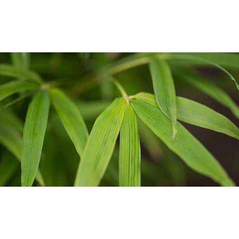 Bamboo Leaves I Black Modern Wood Framed Art Print with Double Matting by Crane, Rita